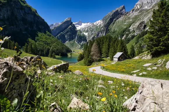 Switzerland background image - a scenic view of a pathway in a field of yellow flowers leading to a house against the blue lake and rocky mountains